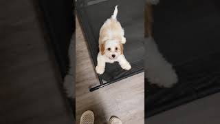 Cavachon Puppy Training [upl. by Jilly452]