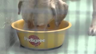 Pedigree 2013 Feeding Brighter Futures Ad Sam The Labrador [upl. by Ahsimek]