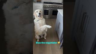 Golden Retriever The Worlds Best Negotiator [upl. by Helenka]