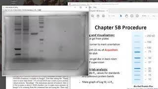 Using ImageJ to measure polyacrylamide gel images [upl. by Wain]