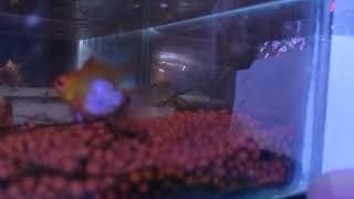 GOLDEN BALLOON RAMkolathuraquariumfish tropicalfish aquariumfish plantedtank plantedtanksetup [upl. by Haiacim952]