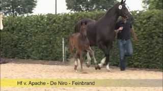 wwwreitschulesandbrinkde APACHE  DE NIRO foal Dressage [upl. by Baptista]