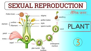 quotSexual Reproduction  Class10th  Science NCERT Chapter 7 Explainedquot [upl. by Nnawtna213]