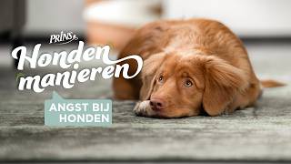 Hondenmanieren QampA Help mijn hond is bang Wat nu [upl. by Annayi]