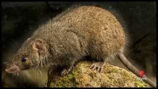 QUTs Blacktailed Antechinus discovery  Channel 7 News Brisbane [upl. by Esilrac]