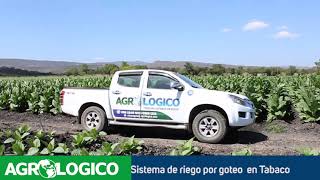 Sistema de riego por goteo en el cultivo de Tabaco [upl. by Stortz]