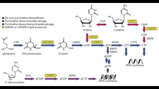 Discussion on the Salvage Pathway for Pyrimidine Nucleotides [upl. by Nytsirc]