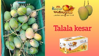 kesar Mango of talala gir 2024 talalakesar kesar kesrmango gondalyard mango aaa alphanso [upl. by Gleich]