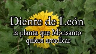 Diente de León la planta que Monsanto quiere erradicar con Josep Pàmies [upl. by Anaul]