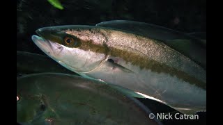 Yellowtail Kingfish  Seriola lalandi [upl. by Eiramasil]