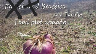 Brassica and Turnip food plot update Never again [upl. by Calvin]