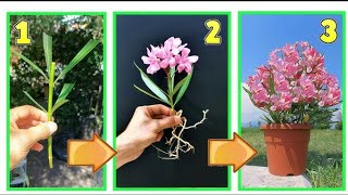 How to grow OLEANDER  NERIUM from CUTTING  easy way 💯 youtubeshorts naturediscuss [upl. by Philippa]