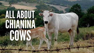 Chianina Cows – Everything You Should Know [upl. by Llirrehs267]