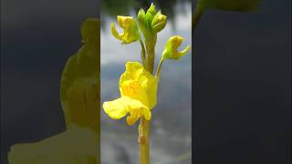 Bladderwort  carnivorous plants that eat animals [upl. by Anatnas]