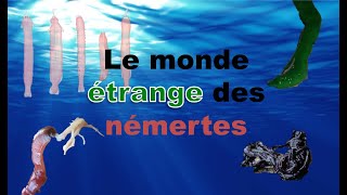 le plus grand animal du monde est un némerte de nature étrange 2 [upl. by Euqinad684]