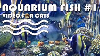 FISH VIDEO FOR CATS  Aquarium Fish 1 Entertainment Video for Cats to Watch [upl. by Lladnor638]