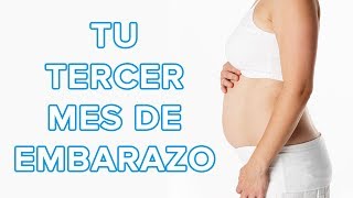 Tu tercer mes de embarazo  Así crece tu bebé así cambia tu cuerpo 🤰 [upl. by Adnwahs451]