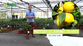 COMMENT bien PROTÉGER les AGRUMES en HIVER  ORANGER CITRONNIER ou CLÉMENTINIER [upl. by Alimrahs]