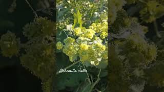 Funny Alchemilla mollis or ladysmantle shorts herbarium [upl. by Leumel]