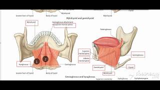 Hyoglossus muscle [upl. by Sanson]