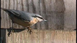 Sittelle torchepot  Nuthatch  Kleiber  Sitta europaea [upl. by Tennek242]