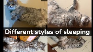 Shairu miya k sony k styles😂 different styles of my cat sleeping  cat kitten viralvideo [upl. by Benedetto910]