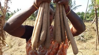 Cooking PALMYRA SPROUT in My Village Natural Healthy Food [upl. by Saraiya196]