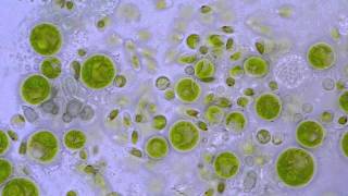 Chlorococcum Algae  Moving zoospores  1000x microscope [upl. by Fine225]