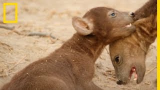 Les bébés hyènes sont des prédateurs redoutables [upl. by Ardnuaet674]