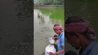 Fish food for fish farming 14 May 2024 fish video shorts [upl. by Federico294]