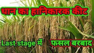 धान का सबसे हानिकारक कीट insect in paddy crop dhan ka keet rog [upl. by Ariom]