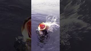 Dangerous fish caught  fishing videos 🐬 fisheryworld fish fishing fishingvideos adventure [upl. by Eenar]