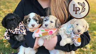 Meet Pennys F1b Mini Sheepadoodle Puppies [upl. by Onirefes]