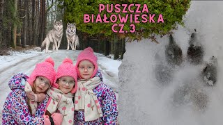 Poszłyśmy po śladach wilków 🐺  Puszcza Białowieska cz3 [upl. by Stannwood]