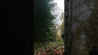 the der wanderer hiker nature natural walk walking cool great wow shorts video forest o [upl. by Jemina]