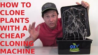 How to Root Plants with a Cheap Hydroponic Cloning Machine [upl. by Rovit]