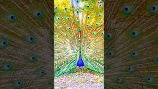 Amazing peacock dance peacock shorts music love song bollywood hindisong [upl. by Morville]