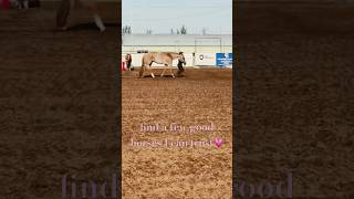 Hornless horses and godbless 🇺🇸🤍zachbryan love horse aqha rodeo [upl. by Aitram]