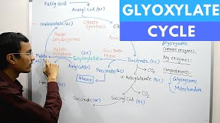 Glyoxylate Cycle [upl. by Alton]