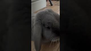 Loki the mini lop rabbit chilling [upl. by Lrad]