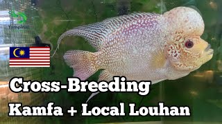 Cross Breeding Flowerhorn  Kamfa Thailand  Malaysia [upl. by Greerson763]