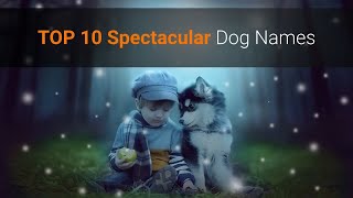 TOP 10 Spectacular Dog Names For Males amp Females 🐕 unique dog name ideas [upl. by Ehttam197]