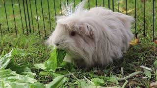 Guinea Pig Munching On Lettuce [upl. by Nosyerg953]