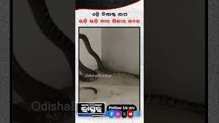 ଏହି ବିଷାକ୍ତ ସାପ ଲମ୍ଫ ମାରି ତାର ଶିକାର କରେ snake shorts ytshorts trending information [upl. by Brande]