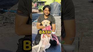 Pogo Ka Hairfall😢😢 shorts vlog minivlog doglover hairfall [upl. by Nnylamme]