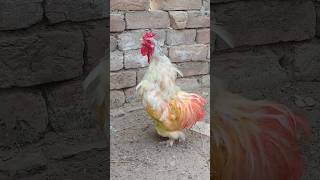 Pekin Bantam rooster Crowing 🥰😍 [upl. by Ybrad973]