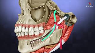 Le nerf Alvéolaire inférieur [upl. by Aimas]