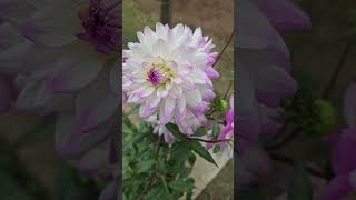 dahlia hapet blue eyes 8kvideo [upl. by Aneehsat590]