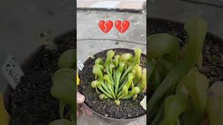 Darlingtonia californica amor amiga fiel [upl. by Manlove]