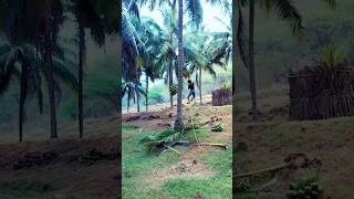 🌴😱Amazing coconut water cuttingshortstrending youtubeviralworkreelsyoutuberhardnewindia [upl. by Pentheam]